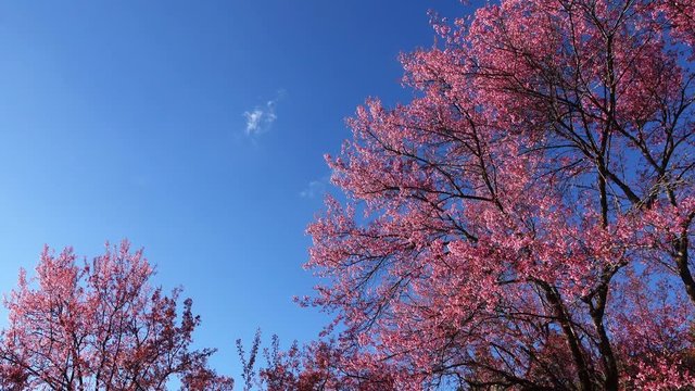beautiful pink flower blossom blooming in nature with clear blue sky in the morning day