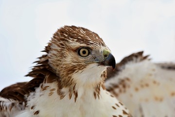 Red-tailed hawk The red-tailed hawk is a bird of prey that breeds throughout most of North America, from the interior of Alaska and northern Canada to as far south as Panama and the West Indies.