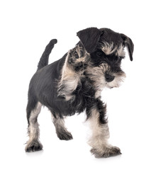 miniature schnauzer in studio