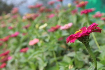 red flower in the garden