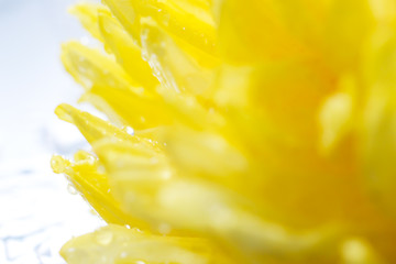 Naklejka na ściany i meble Close up yellow chrysanthemum petals with bright isolated background