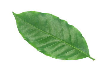 Fototapeta na wymiar Coffee leaves green top leaf coffee on white background.