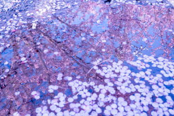 河津桜のリフレクション