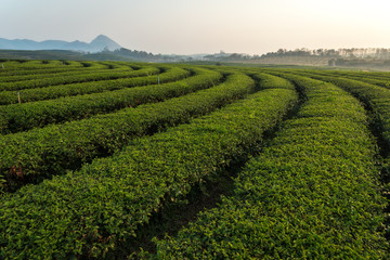 Fototapeta na wymiar The scenery of the curved row of tea plantation in Chiang Rai, Thailand.