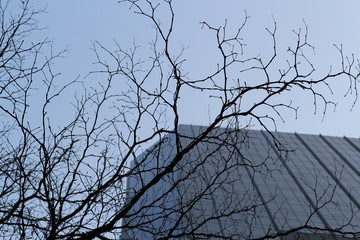 branches against blue sky