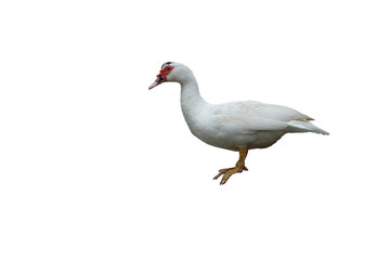 White duck isolated standing on white background and clipping path.
