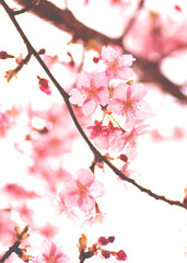 桜　縦構図　フィルム風