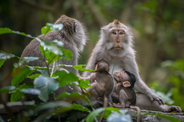 Fototapeta premium Monkeys (Macaca flavicularis) in Ubud Monkey Forest, Bali.