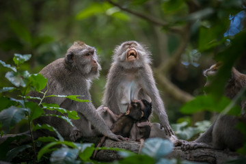 Naklejka na ściany i meble Monkeys (Macaca flavicularis) in Ubud Monkey Forest, Bali.