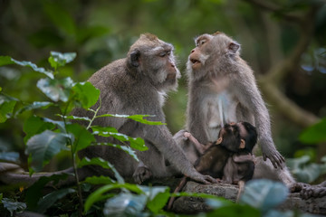 Naklejka na ściany i meble Monkeys (Macaca flavicularis) in Ubud Monkey Forest, Bali.
