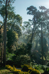 morning in the forest