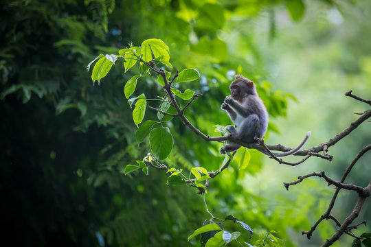 Fototapeta Monkey (Macaca flavicularis) in Ubud Monkey Forest, Bali.