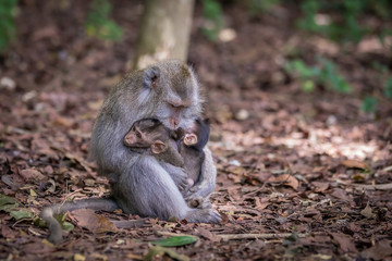 Monkeys (Macaca flavicularis) in Ubud Monkey Forest, Bali.