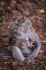 Monkeys (Macaca flavicularis) in Ubud Monkey Forest, Bali.