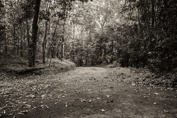 sepia road in the forest