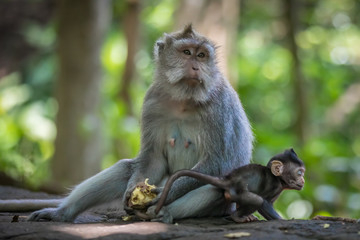 Monkey (Macaca flavicularis) in Ubud Monkey Forest, Bali.
