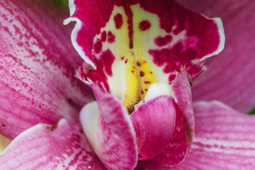 Fototapeta na wymiar pink flower bud close-up