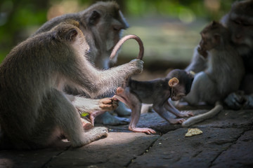 Monkeys (Macaca flavicularis) in Ubud Monkey Forest, Bali.
