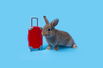 Cute gray-brown baby rabbit with standing in a red luggage,going on vacation.Travel concept on blue background.