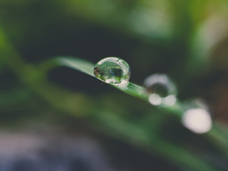water drop on a green leaf