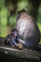 Monkeys (Macaca flavicularis) in Ubud Monkey Forest, Bali.