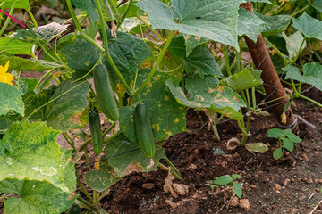 Cucumbers planted on the farm have complete flowers and fruit.