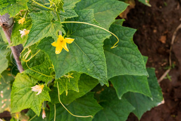 Cucumbers planted on the farm have complete flowers and fruit.