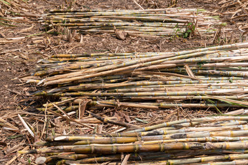 sugarcane plantation are harvesting season in Thailand agriculture waiting to send into industry