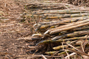 sugarcane plantation are harvesting season in Thailand agriculture waiting to send into industry