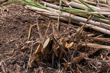 sugarcane plantation are harvesting season in Thailand agriculture waiting to send into industry