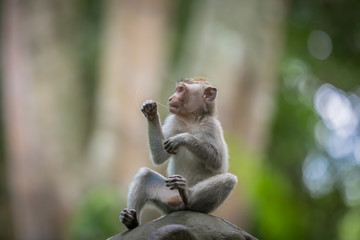 Monkey (Macaca flavicularis) in Ubud Monkey Forest, Bali.
