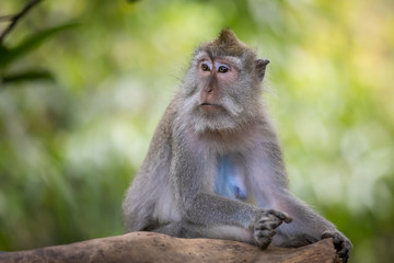 Monkey (Macaca flavicularis) in Ubud Monkey Forest, Bali.