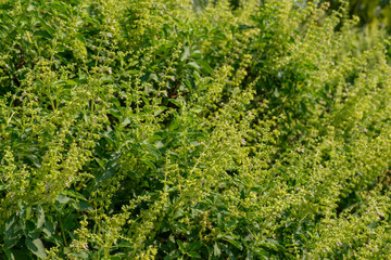 Bapho flowers on the treeBapho flowers on the tree