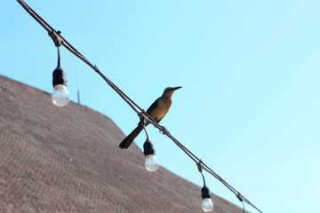 bird on rope with light bulbs