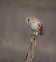wild barn owl on a post
