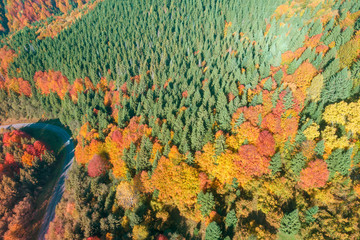Aerial view of mountains and autumn colorful forest. Beautiful nature background