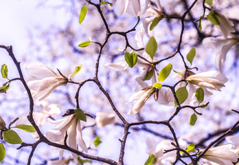 White Magnolia on a blue background.