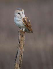 wild barn owl on a post