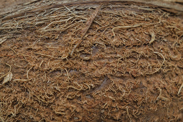 coconut closeup, background and texture