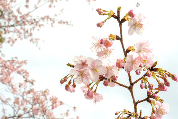 日本の春は桜が有名です。さくらが開花した頃の写真です。