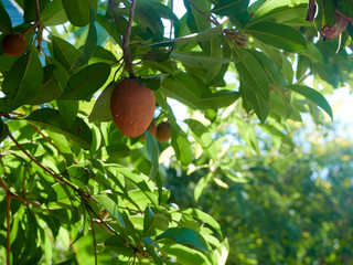 Sapodilla fruit on trees in orchard.