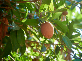 Sapodilla fruit on trees in orchard.