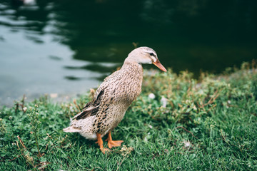 duck on grass
