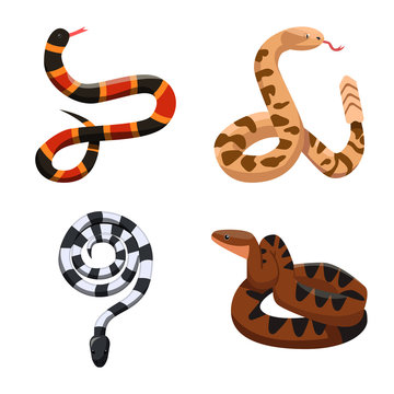 Vector illustration of snake and creepy logo. Collection of snake and danger vector icon for stock.
