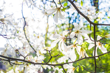 White Magnolia on a blurred background.