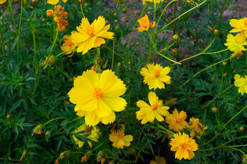 Yellow starburst flowers on the roadside.