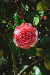 blooming pink and white camellia shrub with green leaves, vertical outdoors stock photo image background