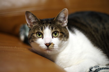 カワイイ猫ちゃん