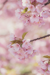 河津桜の夢