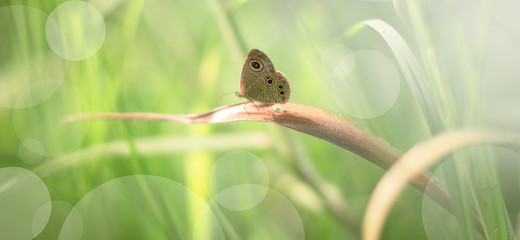 Beautiful Butterfly in Bush